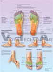 Foot Reflex Zone Massage - Anatomical Chart